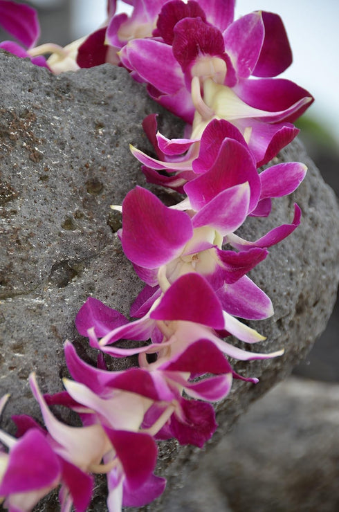 Aloha Island Lei Fresh Hawaiian Orchid Flower Lei, Single Strand From Hawaii