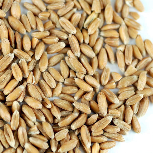 2.5 lb Handy Pantry Organic Spelt Seeds Non-GMO Whole Berries for Cooking, Flour, Milling, Sprouting Bulk Bag Clean