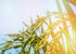 12 Food to Live Short-Grain White Rice, Pounds Premium Japanese Style Short-Grain, Perfectly Sticky, Vegan, Kosher