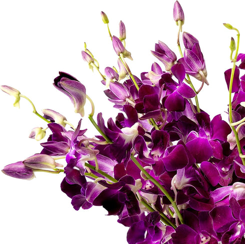 Generic (10 Fresh Cut Orchids Flowers - Purple Orchids Bouquet - PRIME QUALITY - Gift for Easter, Anniversaries