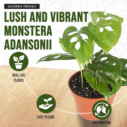 4" California Tropicals Monstera Adansonii Real Live Indoor Houseplants - Big Low Light Tropical Plant for Air