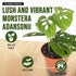 4" California Tropicals Monstera Adansonii Real Live Indoor Houseplants - Big Low Light Tropical Plant for Air