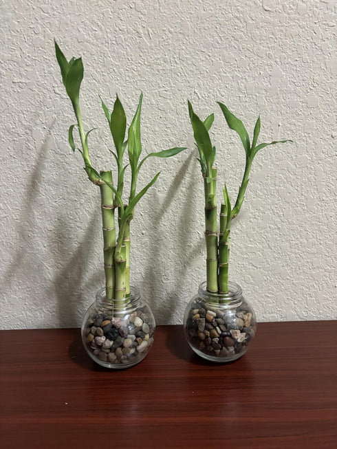 Generic Set 3 4,6, 8 3.5 of Two Live Lucky Bamboo Stalk Arrangements & Straight Lucky Bamboo in Round Glass Pot