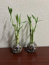 Generic Set 3 4,6, 8 3.5 of Two Live Lucky Bamboo Stalk Arrangements & Straight Lucky Bamboo in Round Glass Pot