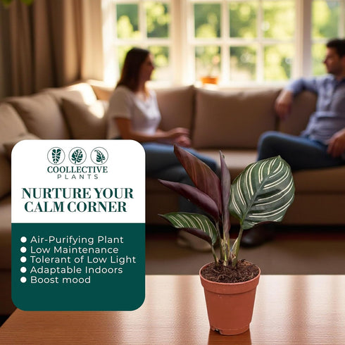 4" Calathea Ornata Live Plant in Growers Pot Easy Care Indoor Houseplant, Low Maintenance Tropical Prayer Plant, Pet
