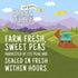 15 oz (Pack 4) Green Valley Organics Peas | Certified Organic | Deliciously Succulent, Creamy Sweet | can