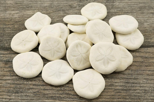 Nautical Crush Trading Sea Biscuits | Real Sea Biscuits 1" - 1