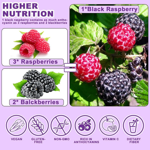 6.5 OZ 100% Freeze Dried Black Raspberry Powder - Super Fruit Powder, Black Raspberry Extract, No Additive, No