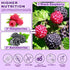 6.5 OZ 100% Freeze Dried Black Raspberry Powder - Super Fruit Powder, Black Raspberry Extract, No Additive, No