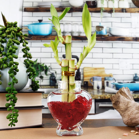 3 (1x 6" 2X 4" NW Wholesaler - Stalk Live Lucky Bamboo Plant - Stalk, - Stalks) - Live Indoor Houseplants for Home