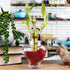 Set 3 6 Inch NW Wholesaler - of Three Stalk Live Indoor Lucky Bamboo Arrangements with One Bottle of Lucky Bamboo