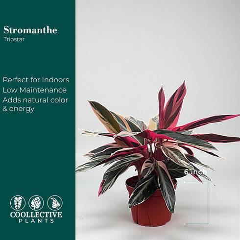 6 CoollectivePlants Stromanthe Triostar Live Indoor Plant in Grower Pot, Easy Care Tropical Houseplant, Low Maintenance
