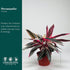 6 CoollectivePlants Stromanthe Triostar Live Indoor Plant in Grower Pot, Easy Care Tropical Houseplant, Low Maintenance