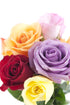 Dozen) KaBloom PRIME NEXT DAY DELIVERY - Rainbow Roses (Half - With Vase .Gift for Birthday, Sympathy, Anniversary, Get
