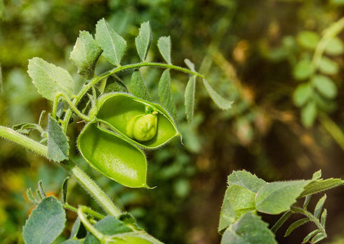 1 Food to Live - Garbanzo Beans, Pound Whole Dried Raw Chickpeas, Kosher, Vegan, Bulk, Sproutable, Low Sodium, Good