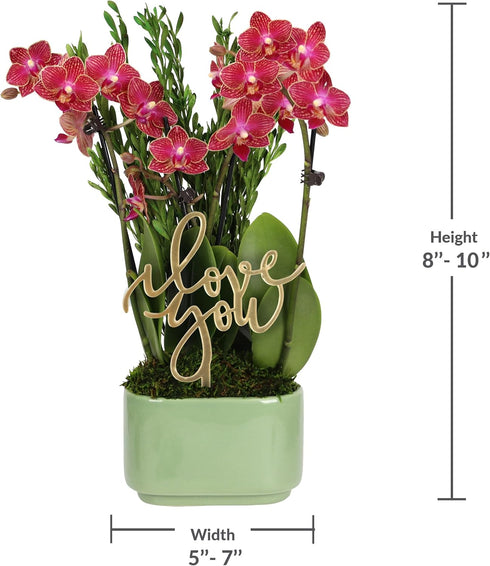 4" Green Circle Growers Mini Red Orchid Love You Edition in Sage Ceramic Planter, Live Indoor Orchid Gift