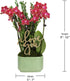 4" Green Circle Growers Mini Red Orchid Love You Edition in Sage Ceramic Planter, Live Indoor Orchid Gift