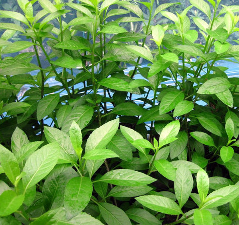 4" Longevity Spinach - Sabugai - Gynura procumbens - Edible Houseplant - Pot