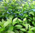 4" Longevity Spinach - Sabugai - Gynura procumbens - Edible Houseplant - Pot