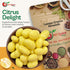 3 NY Spice Shop Lemon Creme Chocolate Covered Almonds - Pound Candied Creamy Crunchy Flavored Almonds Bulk For Birthday