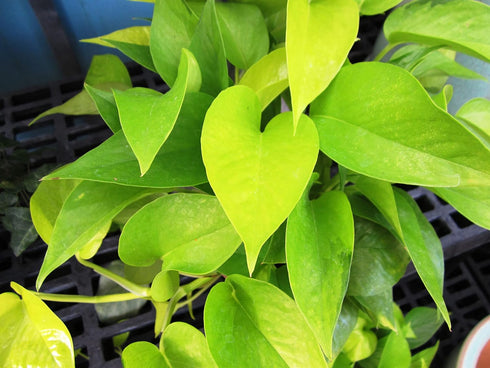 6 Inch Epipremmum Neon Pothos - Live Plant in a Pot - Aureum - Stunning Houseplant with Unique Foliage - The Perfect