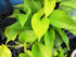 6 Inch Epipremmum Neon Pothos - Live Plant in a Pot - Aureum - Stunning Houseplant with Unique Foliage - The Perfect