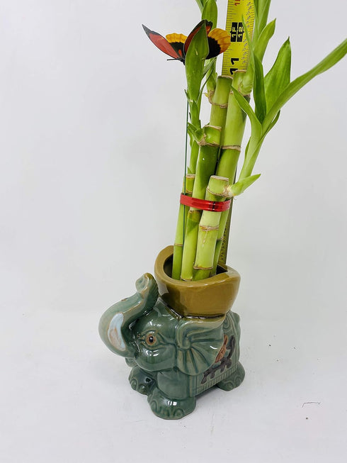 JM BAMBOO 5" Five Styles Lucky Bamboo in a Ceramic Elephant Vase