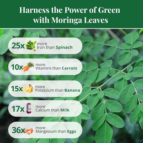 Leaves-2.6oz, Moringa Dried From Fresh Green Moringa Oleifera Leaves, Hojas De MoringaSecas, Loose Leaf Tea, Drumstick