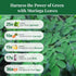 Leaves-2.6oz, Moringa Dried From Fresh Green Moringa Oleifera Leaves, Hojas De MoringaSecas, Loose Leaf Tea, Drumstick