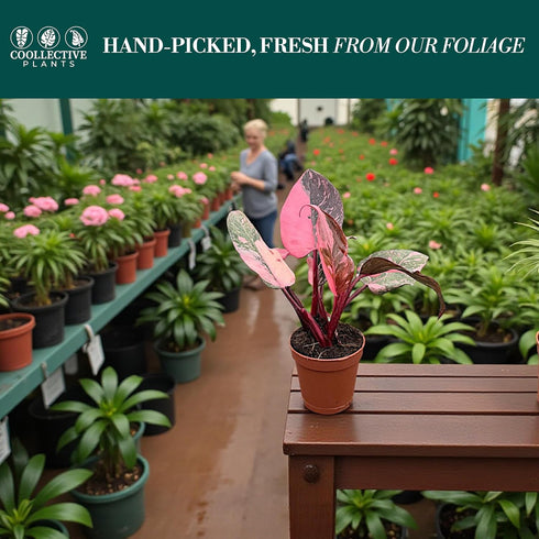 2 CoollectivePlants Philodendron Pink Princess Marble Rare Philodendron Plant Live in Grower's Pot, Live Indoor House