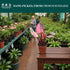 2 CoollectivePlants Philodendron Pink Princess Marble Rare Philodendron Plant Live in Grower's Pot, Live Indoor House