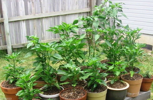 10 Jamaican, Hot Chocolate , Scotch Bonnet , Chili Pepper (Capsicum Chinense) Seeds