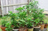 10 Jamaican, Hot Chocolate , Scotch Bonnet , Chili Pepper (Capsicum Chinense) Seeds