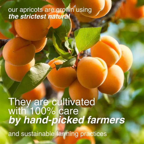 (5 LB) Arashan Apricots Delicious Dried Apricot Fruit, MOST Delectable Dry Apricot In The World! Grown In The Ferghana