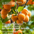 (5 LB) Arashan Apricots Delicious Dried Apricot Fruit, MOST Delectable Dry Apricot In The World! Grown In The Ferghana