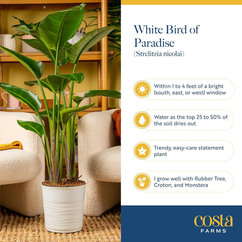 2-3 Costa Farms Live White Bird of Paradise Plant, Large Foot Tall Indoor Tropical Tree, Strelitzia nicolai, Natural