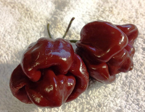 10 Jamaican, Hot Chocolate , Scotch Bonnet , Chili Pepper (Capsicum Chinense) Seeds
