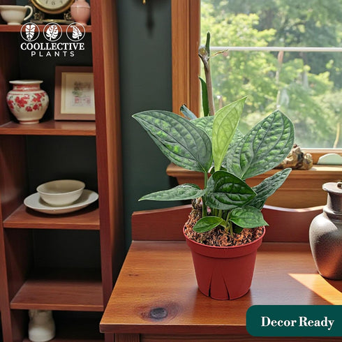 4" CoollectivePlants Monstera Peru | Live Indoor Houseplant in Pot, Easy Care, Low Maintenance, Drought-Tolerant