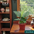 4" CoollectivePlants Monstera Peru | Live Indoor Houseplant in Pot, Easy Care, Low Maintenance, Drought-Tolerant