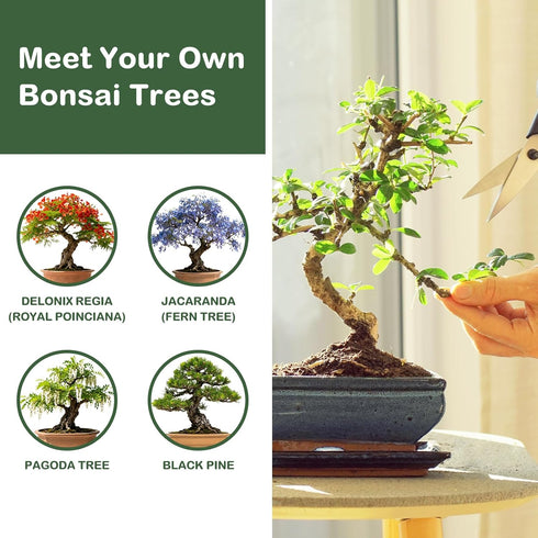 LUOJIBIE Bonsai Tree Kit, Complete Bonzai Tree Starter Kits, for Mom, Unique Christmas Birthday Gardening Gifts