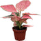 CoollectivePlants Aglaonema Katrina | Live Indoor Chinese Evergreen in 4" Pot, Easy