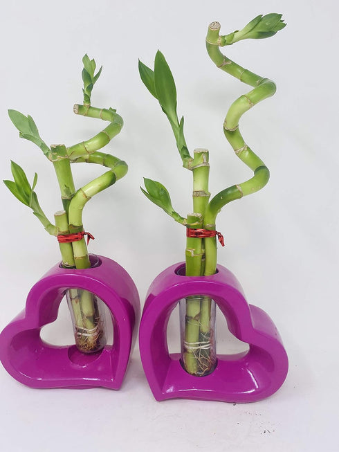JM BAMBOO (1) Lucky Bamboo Pink Heart Vase Arrangement -JMBamboo