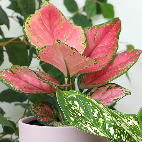 Live Aglaonema Chinese Evergreen Plant 'Beauty', Indoor Houseplant for Home or Office, Air Purifying Real Indoor Plants