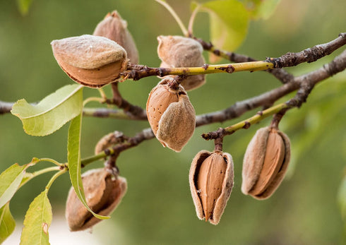 2 Food to Live California Natural Sliced Almonds, Pounds Raw Unblanched Almond Nuts, Kosher, Vegan, Keto, Bulk. High