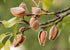 2 Food to Live California Natural Sliced Almonds, Pounds Raw Unblanched Almond Nuts, Kosher, Vegan, Keto, Bulk. High
