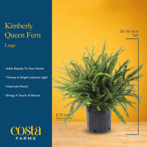 2-3 Costa Farms Kimberly Queen Fern Live Plant in Plastic Pot, Large Indoor & Outdoor Houseplant, Perfect for Home