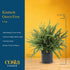 2-3 Costa Farms Kimberly Queen Fern Live Plant in Plastic Pot, Large Indoor & Outdoor Houseplant, Perfect for Home
