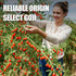 Ternio 8.47oz/240g 100% Organics Goji Berries - - Natural Goji Berries - No Sulfates and Additives - Large Berries