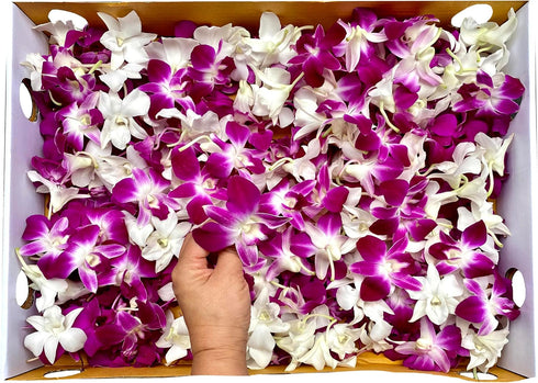 50/50 Miami Fresh Orchid Flower OrchidClubUSA Sunne Tropical Loose Bloom DIY Lei food drink decoration PAIR (Purple +