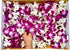 50/50 Miami Fresh Orchid Flower OrchidClubUSA Sunne Tropical Loose Bloom DIY Lei food drink decoration PAIR (Purple +